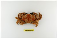 藏品(楊氏近扇蟹)的圖片